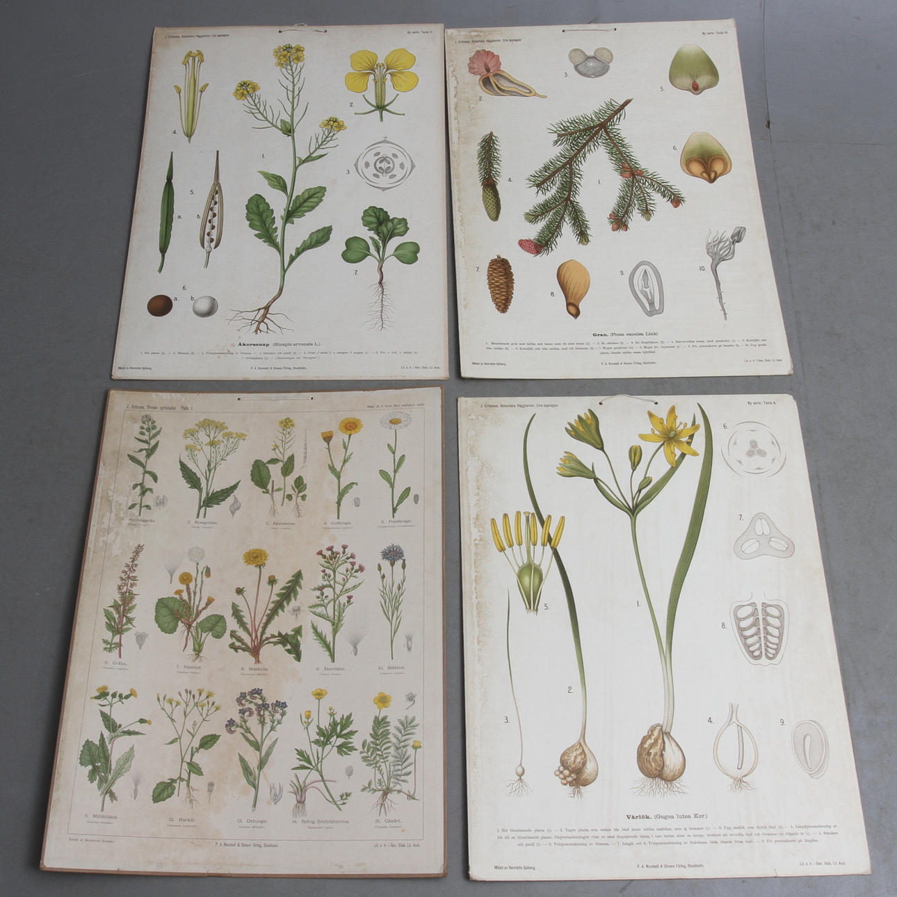 SKOLPLANSCHER, 4 st, Svenska växter.