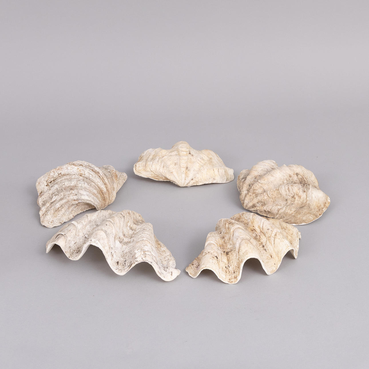 SEASHELLS, 5 pcs, Tridacna squamosa.