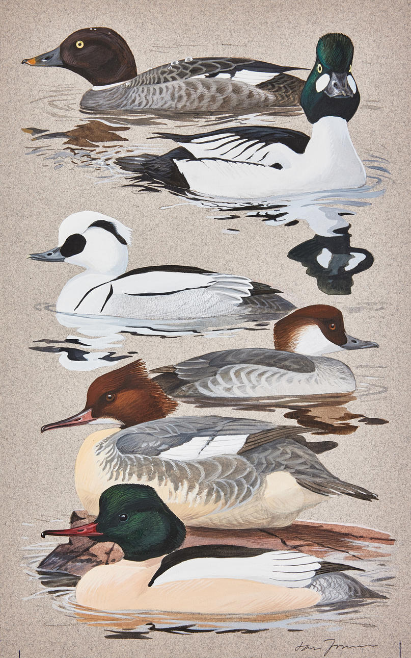 LARS JONSSON. Knipa, Salskrake and Storskrake.