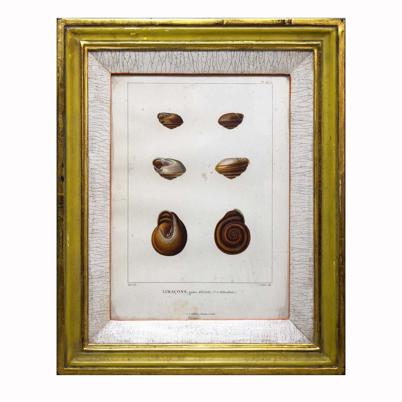 NICHOLAS HUET. SEGÚN. PLACA HELICOIDAL TIPO LIMACONS 50 A.