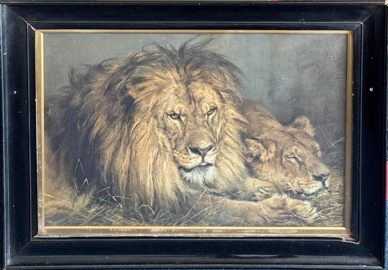 GROSSE FRÜHE LITHOGRAPHIE VON LÖWEN.