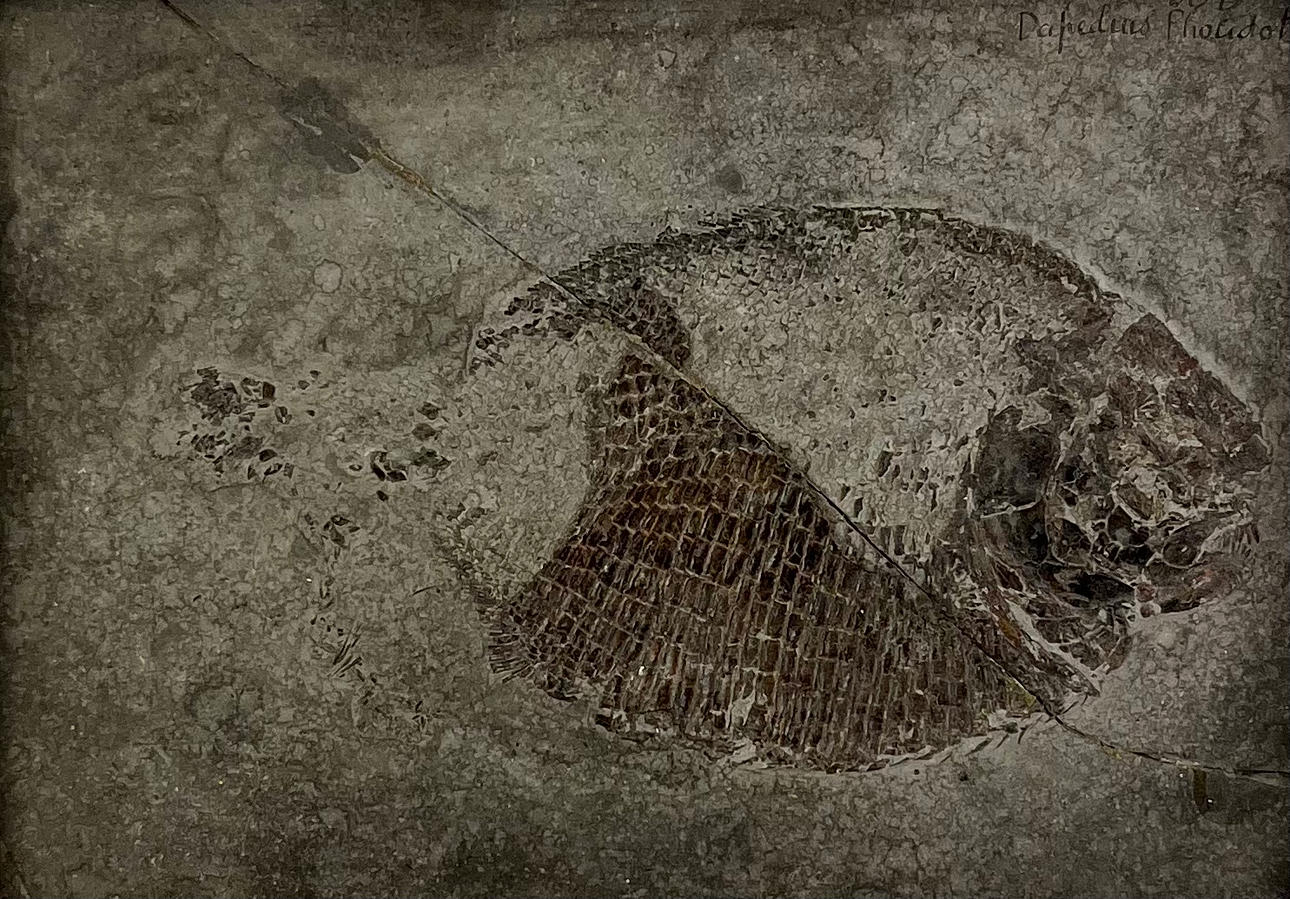 FOSSIL, Dapedius Pholidotus, N. Boubée & Cie.