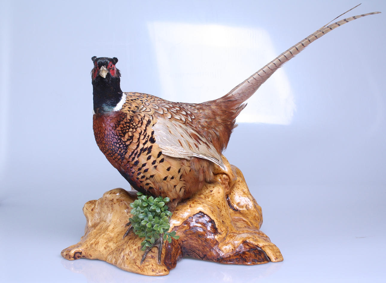 FASAN, uppstoppad, 1900-tal.