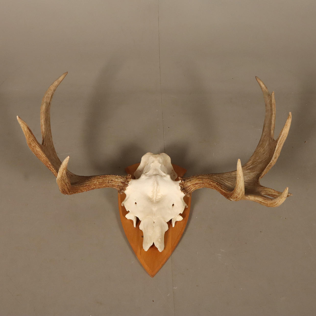 ELK HORN mounted on wooden shield.