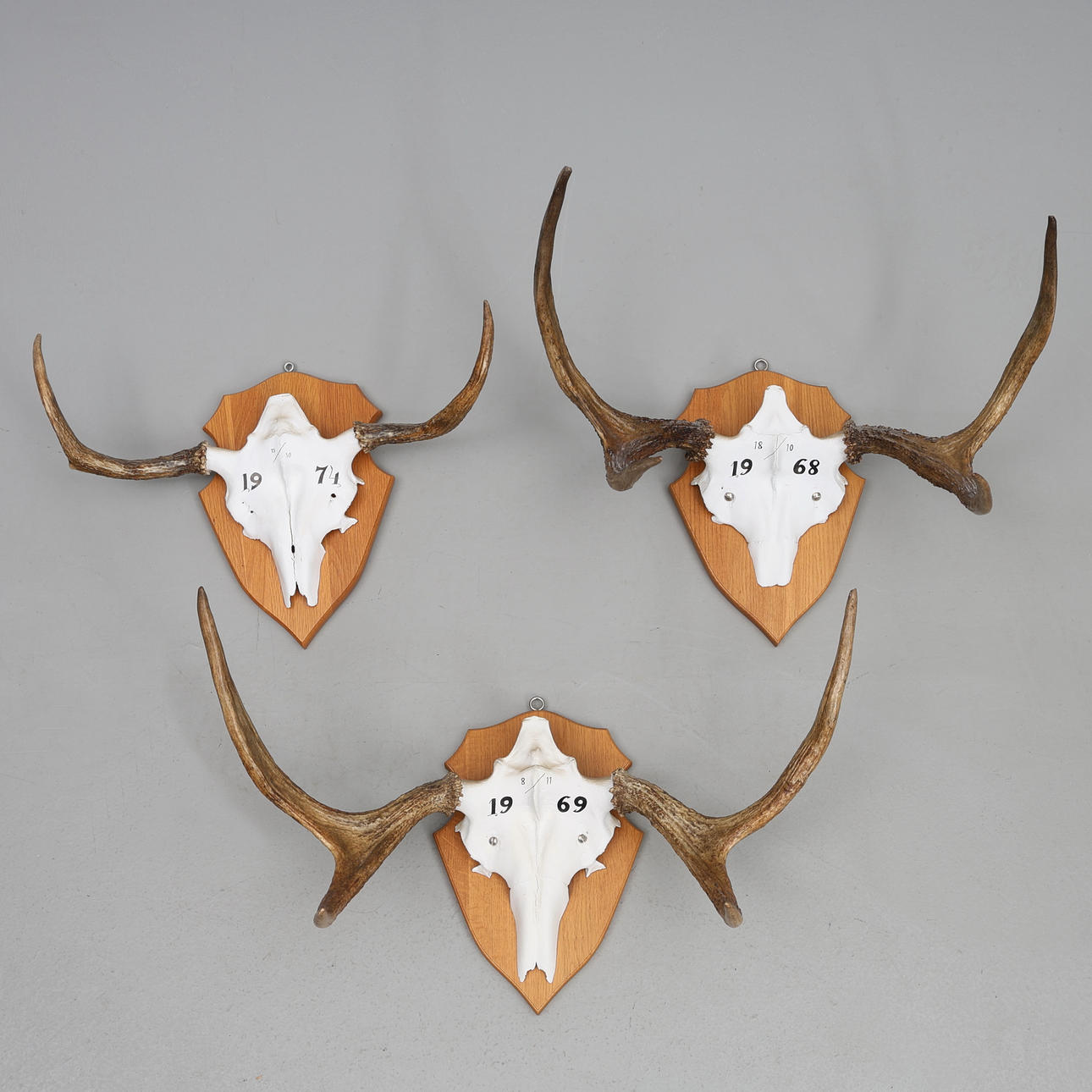 MOOSE HORNS 3 PCS. Elkhorn, 2 4-tagged, 1 2-tagged, visibly dated.