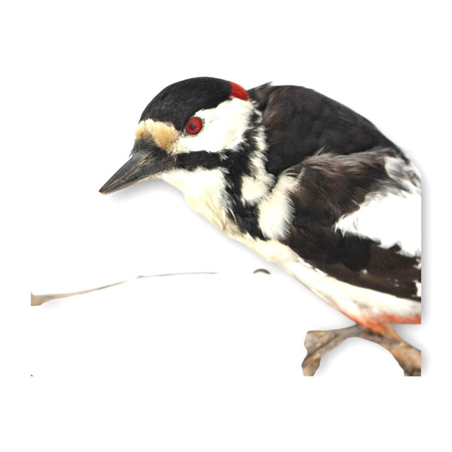 WOODPECKER, stuffed, sitting on branch.