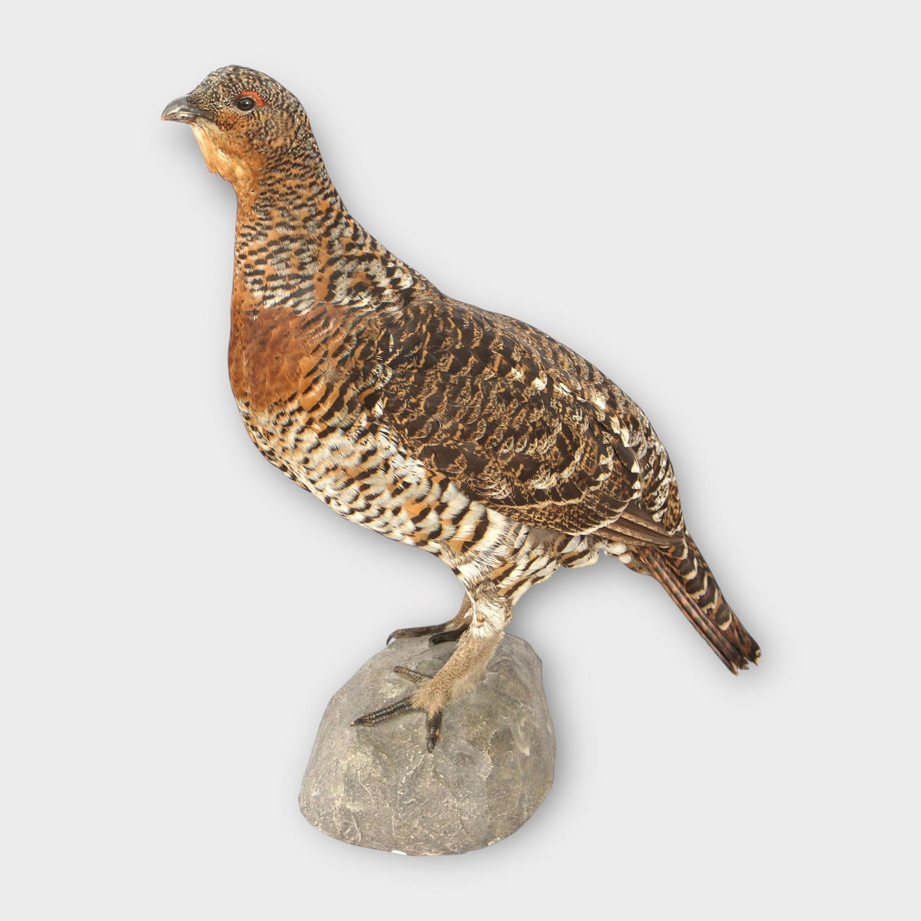 UDSTOPPET, Capercaillie.