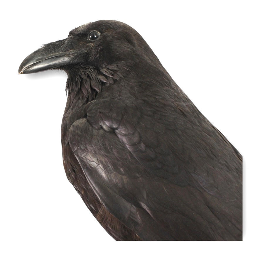 RAVEN, Fyldt, monteret på gren.