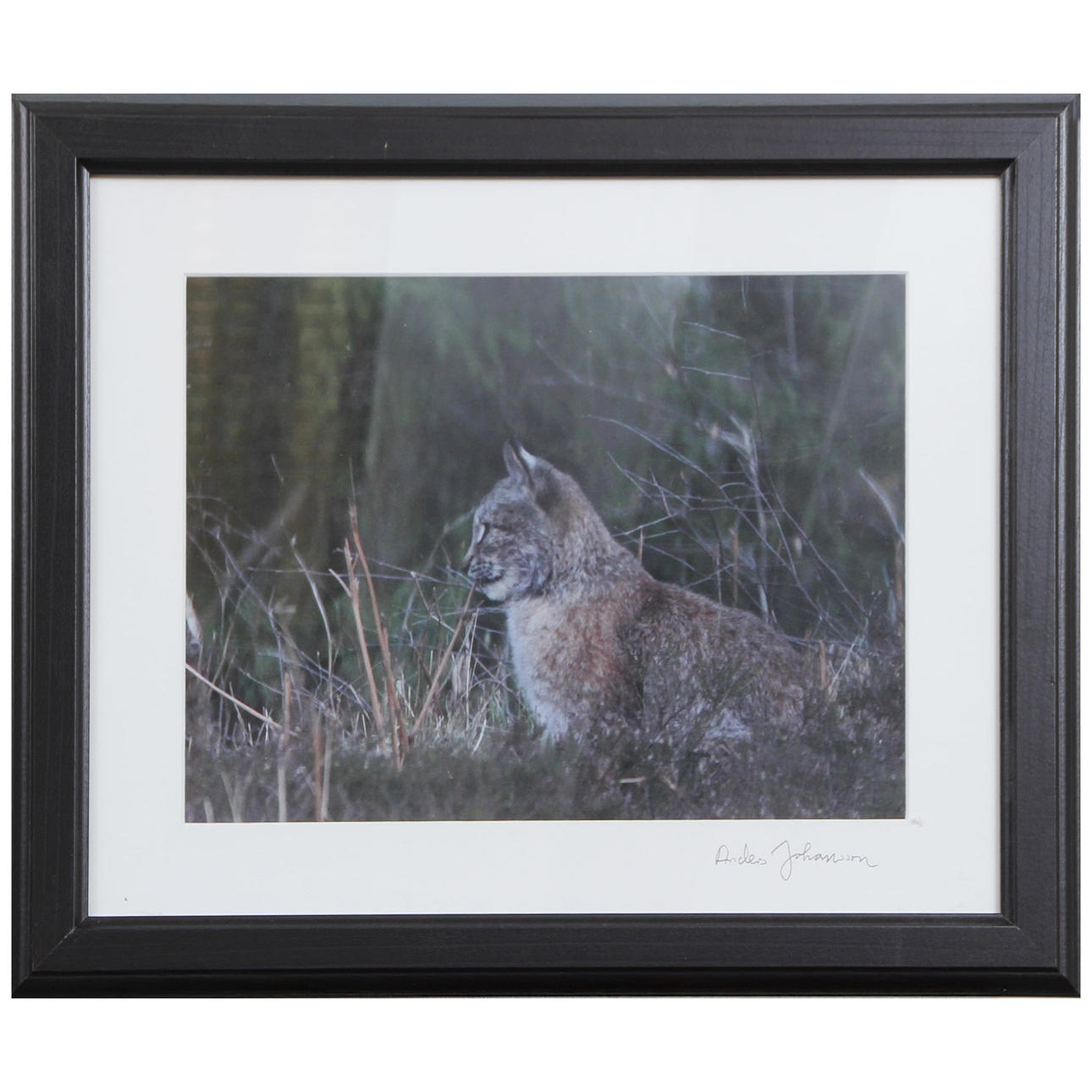 ANDERS JOHANSSON, ”ILVES” VALOKUVA, SIGNEERATTU.