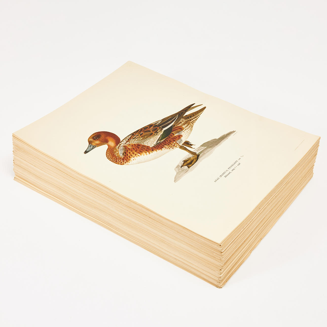 SWEDISH BIRDS, M. og W. von Wright, ca. 320 planker.