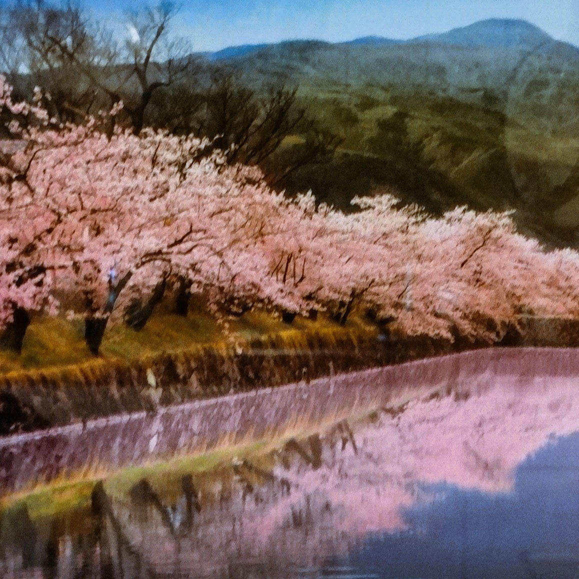 JAQUET, NICHOLAS. MIRRORING SAKURA, photography with passe-partout.