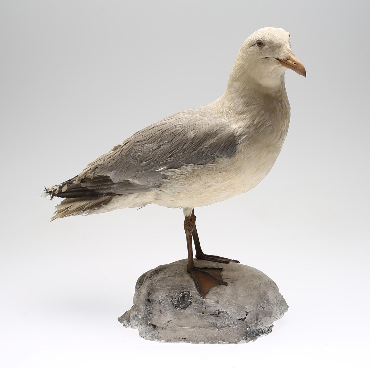 FISKMÅS, uppstoppad, 1900-talets första del.