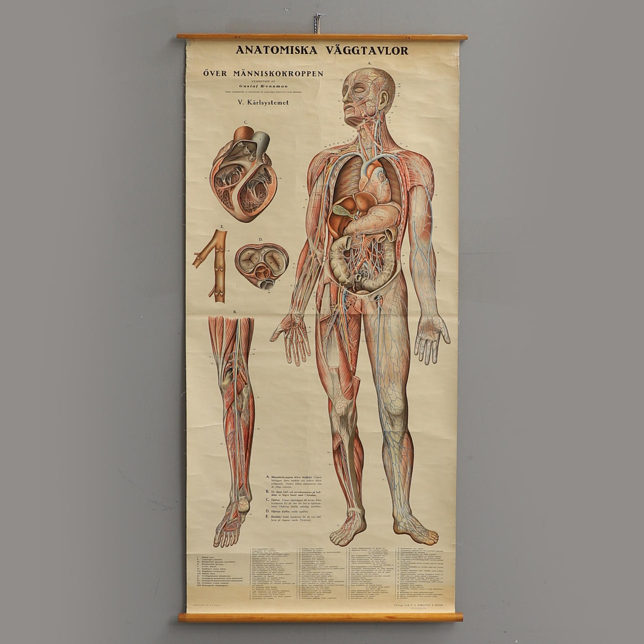 GUSTAF WENNMAN. ANATOMISK VÆGPANEL AF MENNESKEKROPPEN, V Vaskulært system.