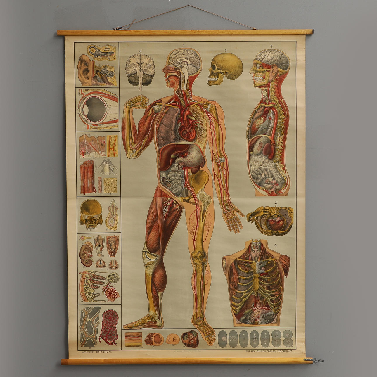 GUSTAF WENNMAN. PANEL ANATÓMICO DE PARED, anatomía interna.