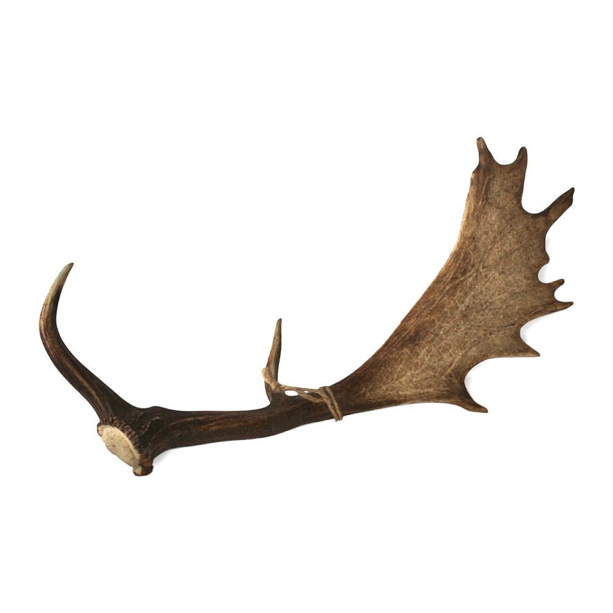 Falsos cuernos de ciervo.