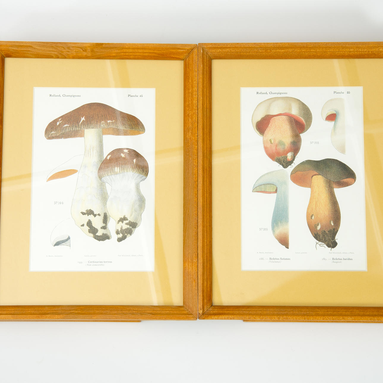 PLANSCHER, 6 stycken inramade, tryck med svampar.