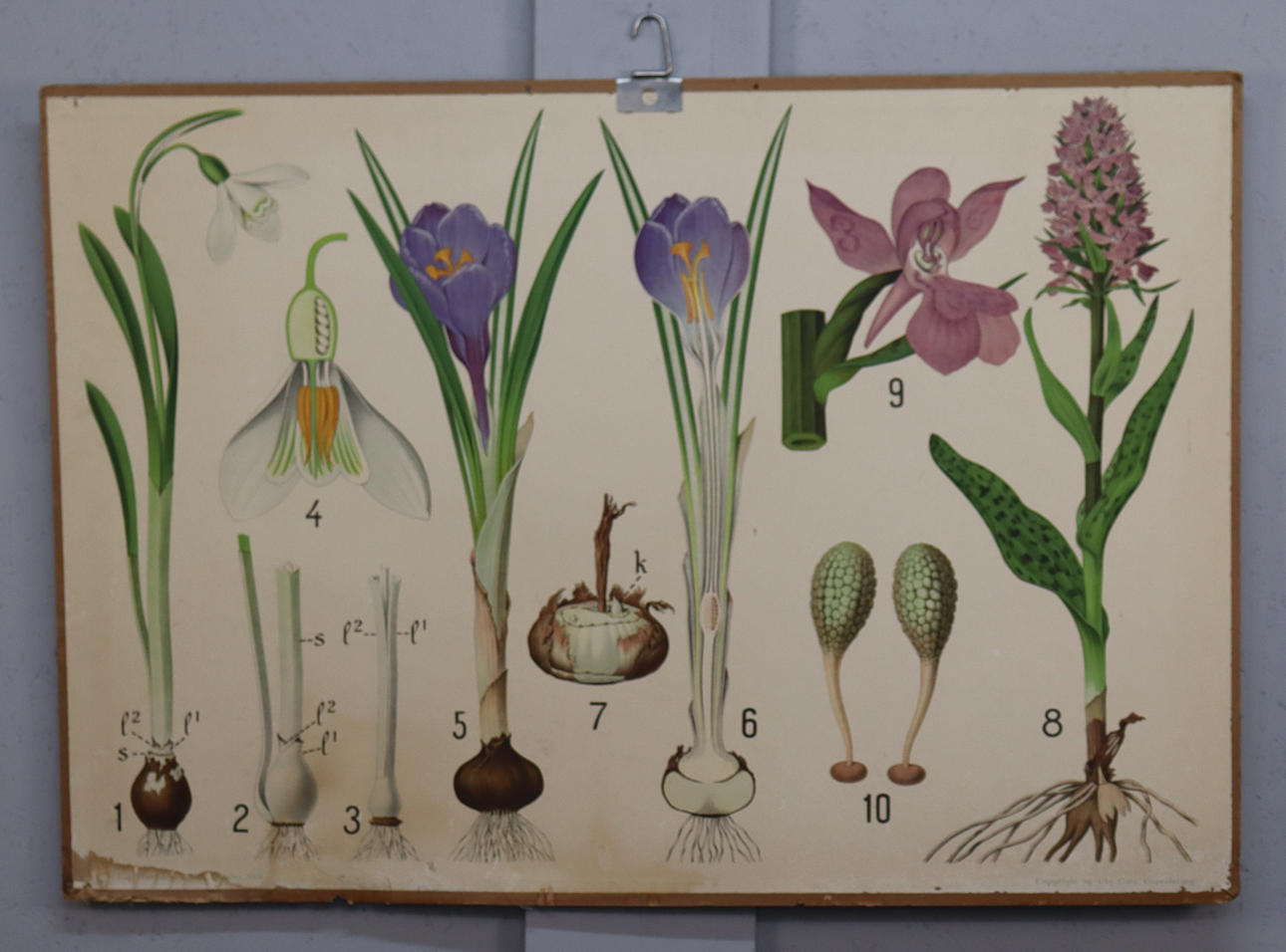 SCHOOL PLANK, bulbous flowers.