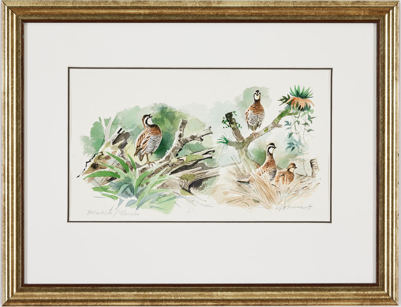 GUNNAR BRUSEWITZ. “Bobwhite, Florida”.