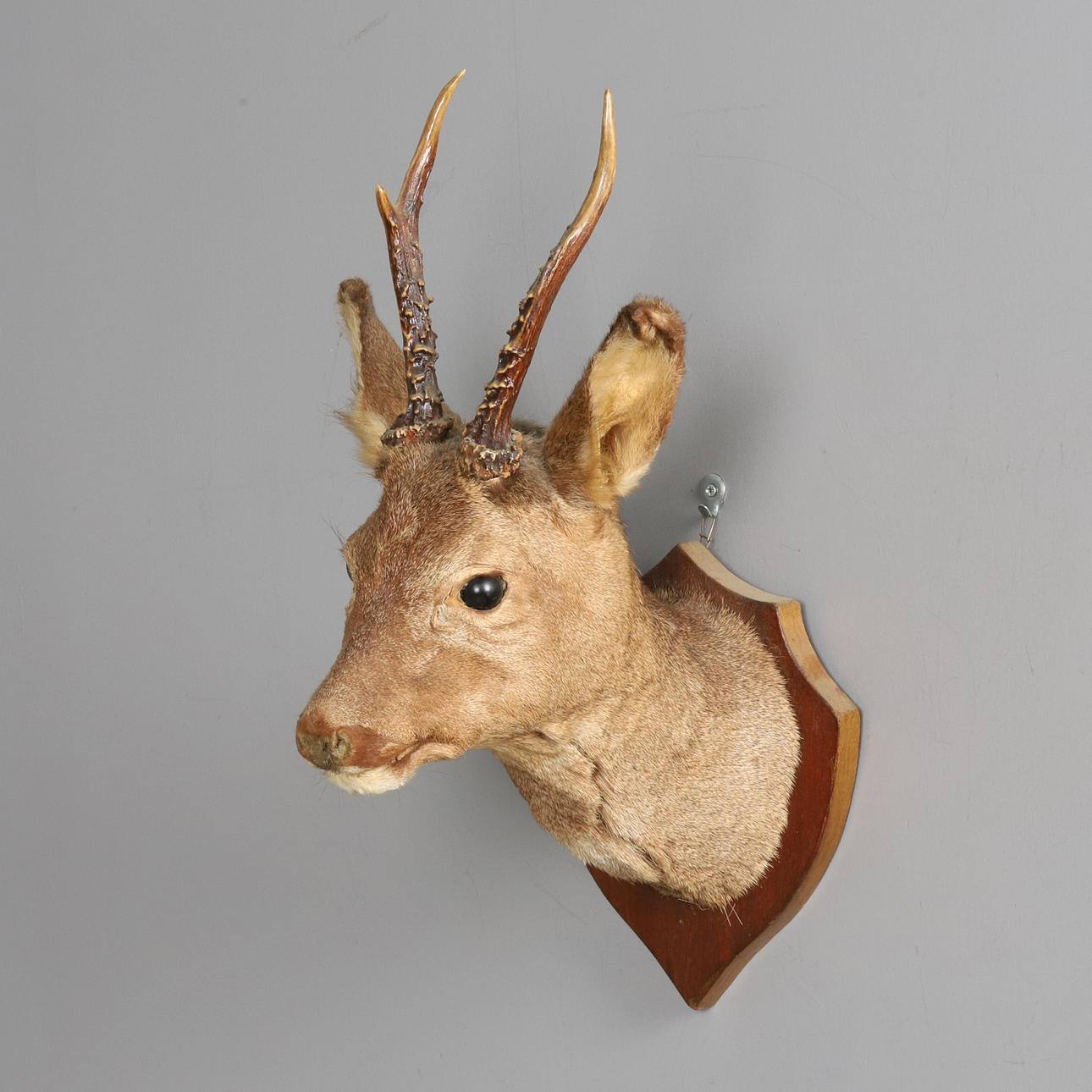 JAGDTROPHÄE, HIRSCH.