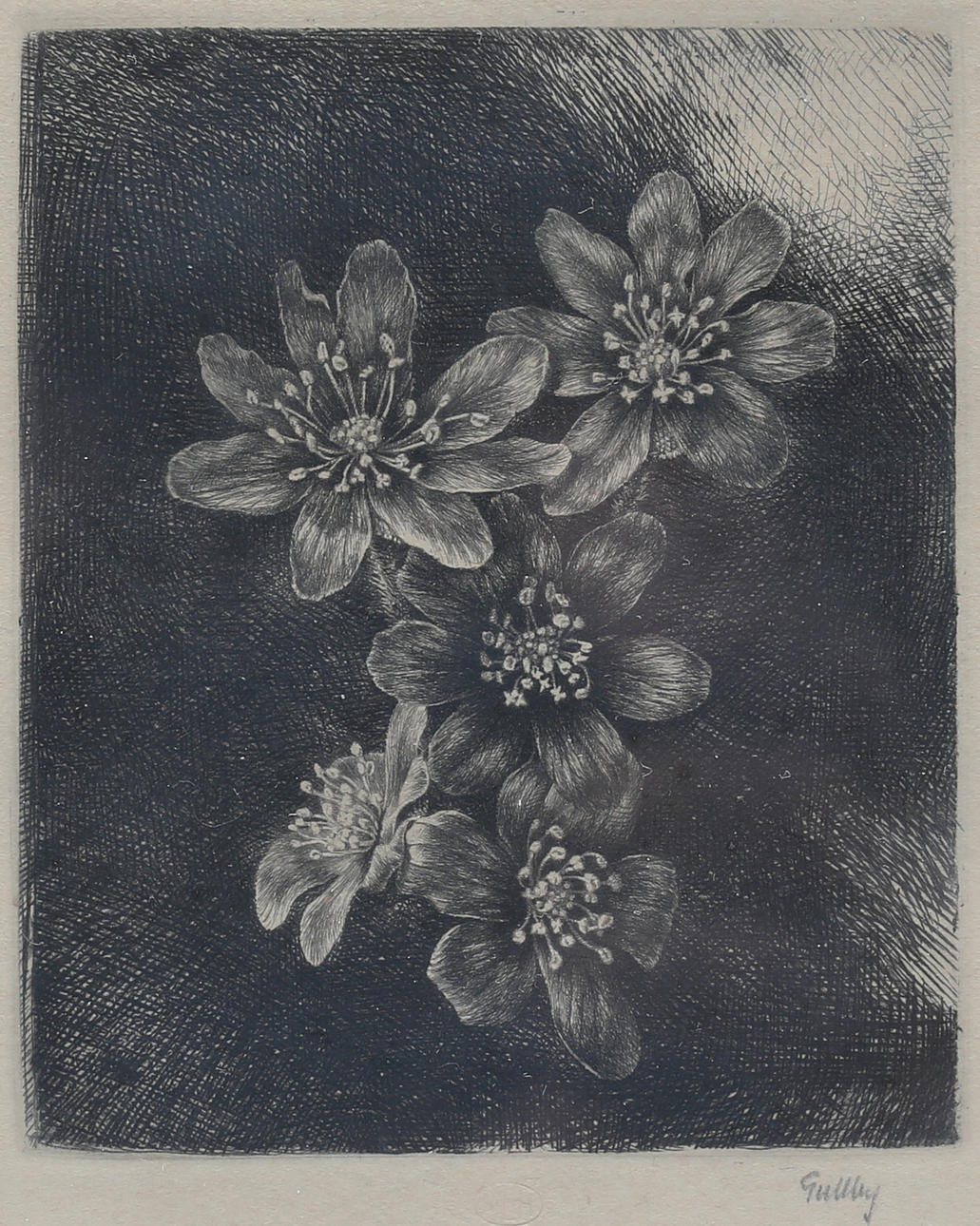 FOLKE GULLBY. Etching, “Blåsippor Nr 183" Done 1955. signed.