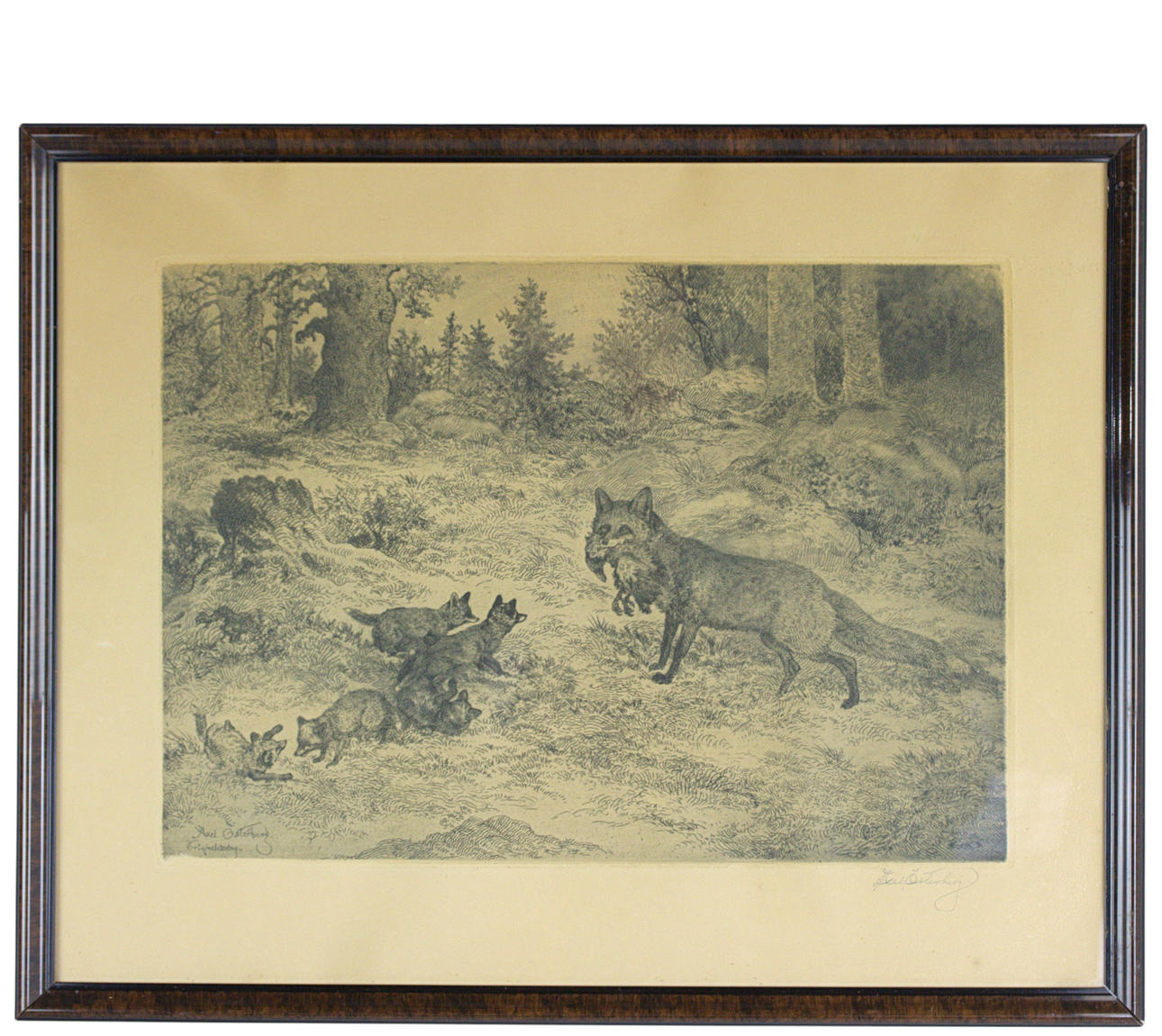 AXEL ÖSTERBERG. Etching, fox with cubs, signed.