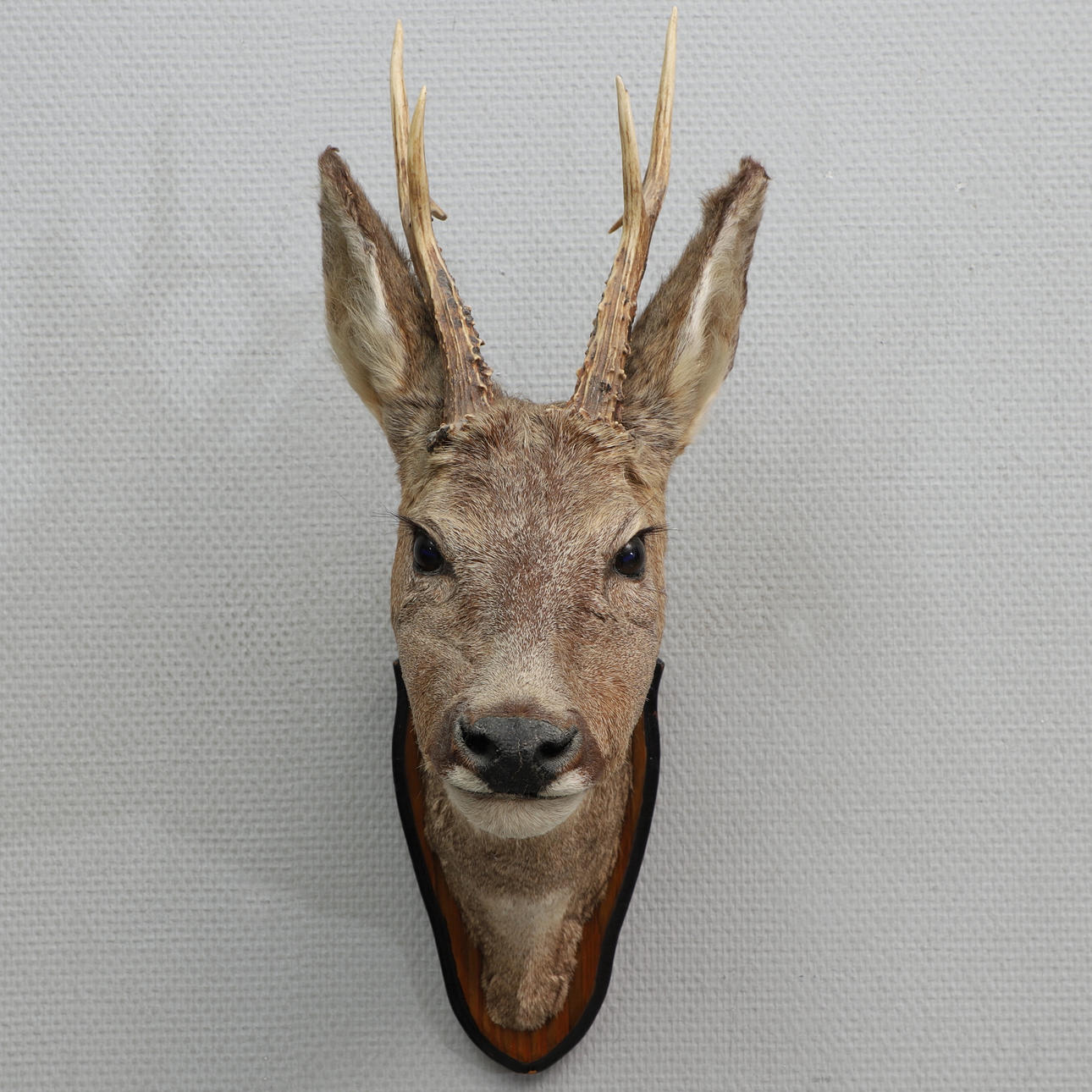 JAKTTROFÉ, Rådjurshuvud, 1900-tal.