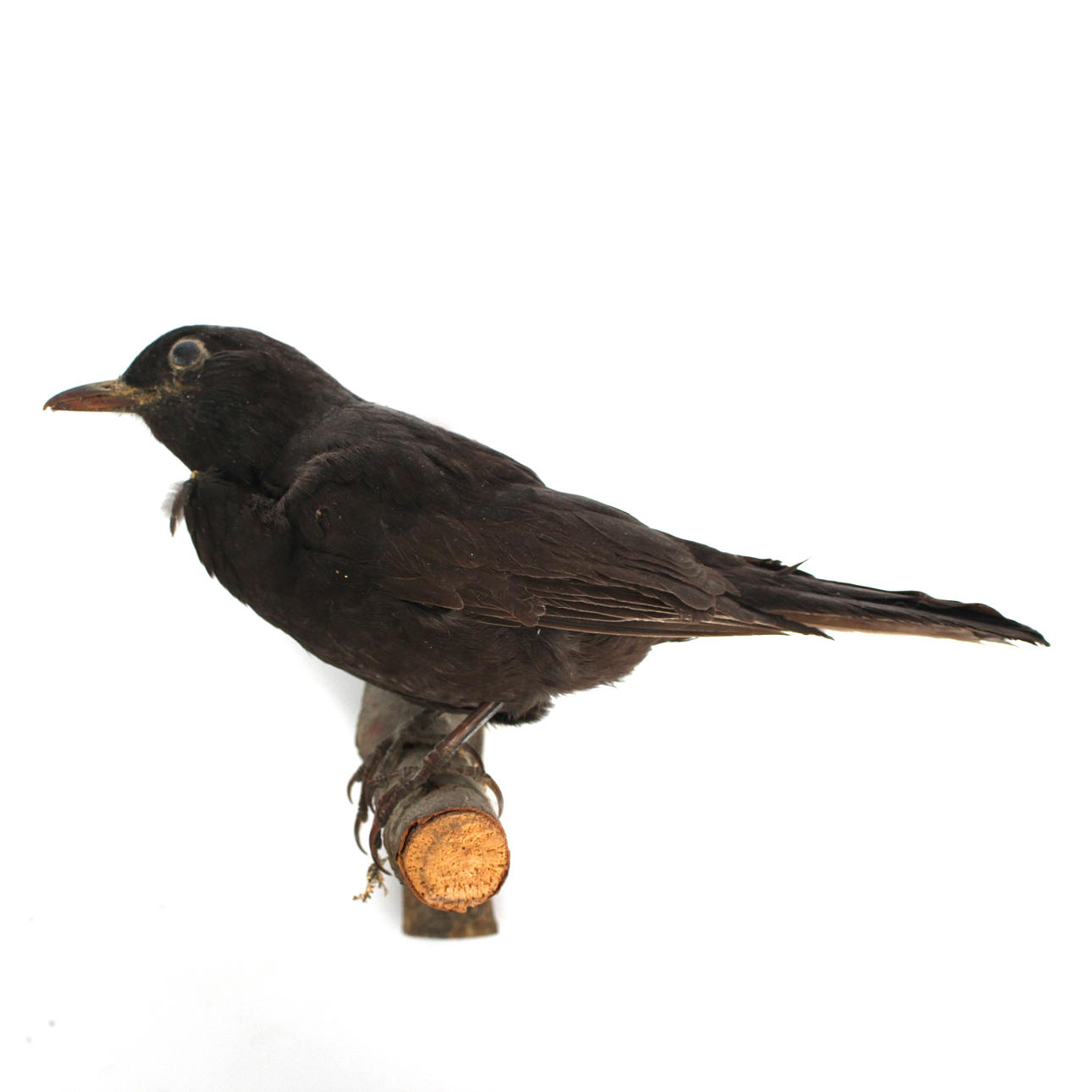 TAXIDERMY, Stuffed blackbird, mounted on branch.