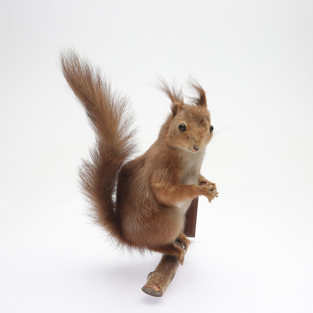 Udstoppet egern, 20. århundrede.