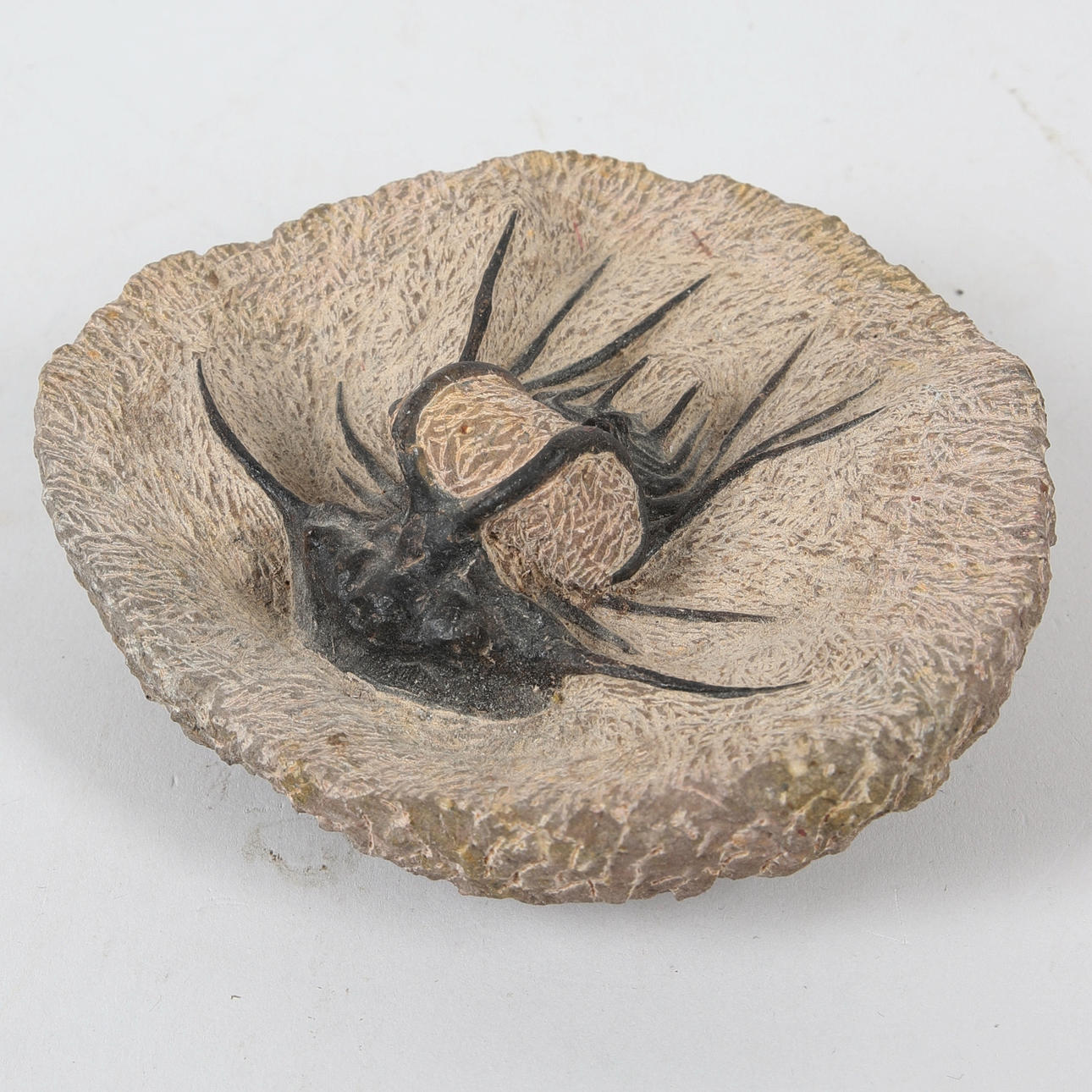 FOSSIILI, Trilobiitti.