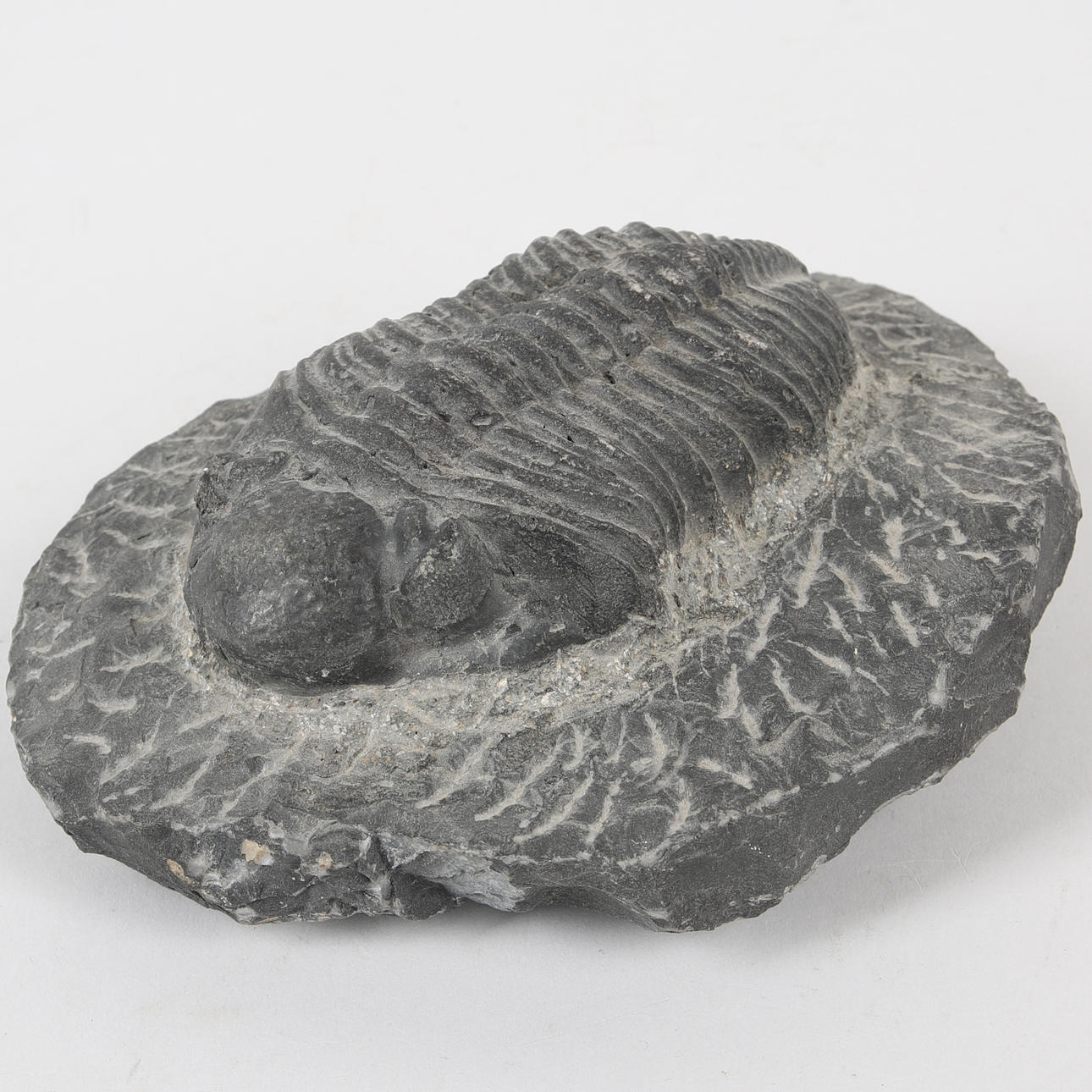 FOSSIL, Trilobit.