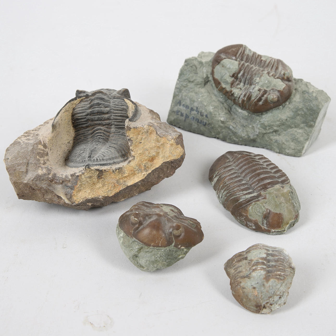 FOSSILIEN, 5 Trilobiten.