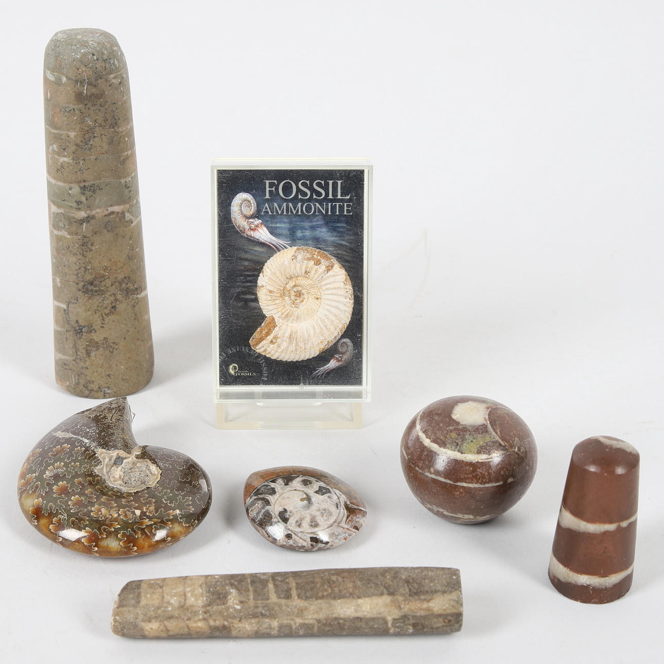 FOSSILS, 7 pieces, ammonites.