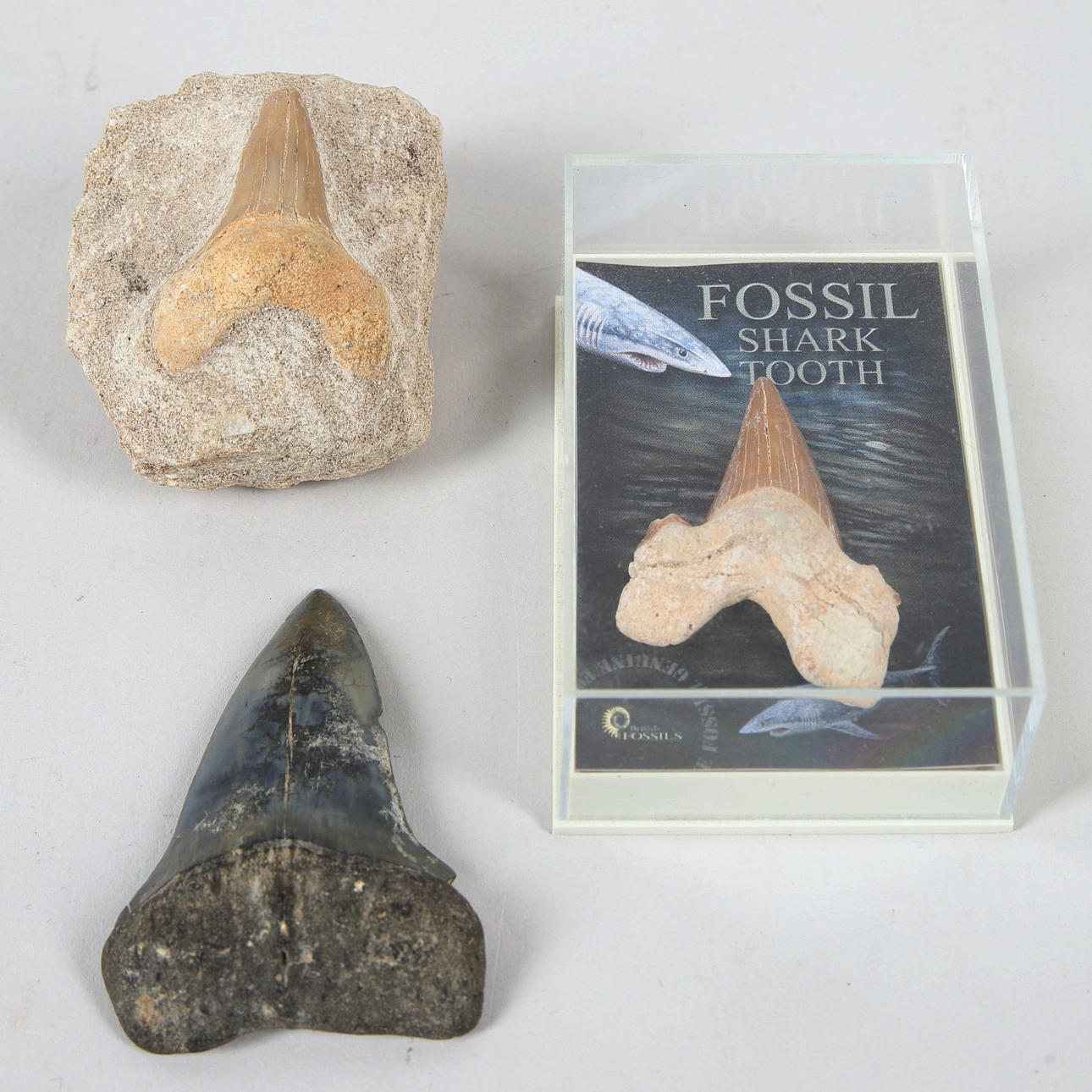 FOSSILS, 3 pieces, shark teeth.