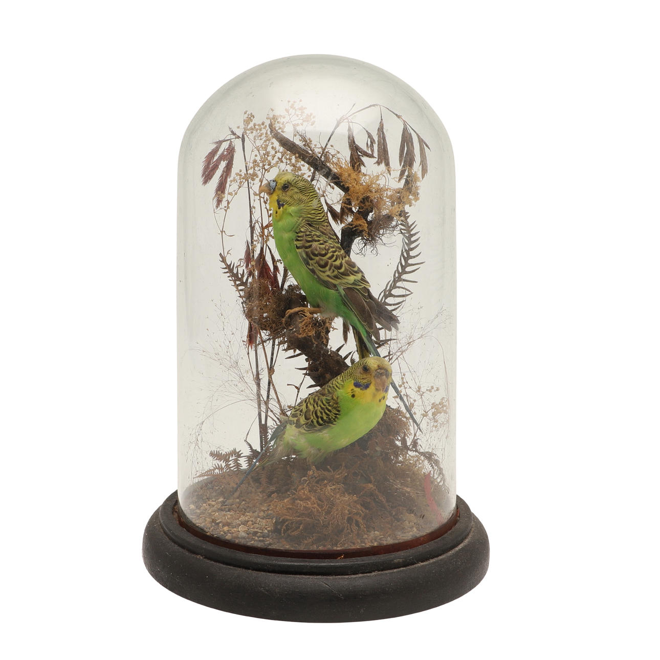 TAXIDERMI: ET PAR UNDULATER.