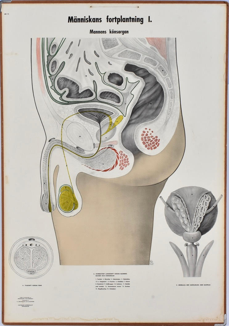 SCHOOL PLAN, Male genitalia.