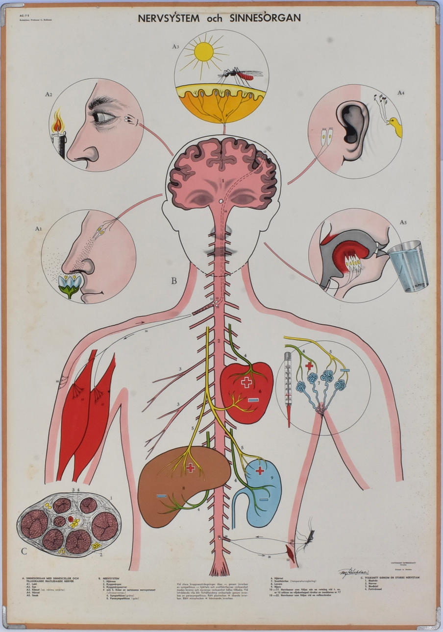SCHOOL PLAN, Nervous system and sense organs.