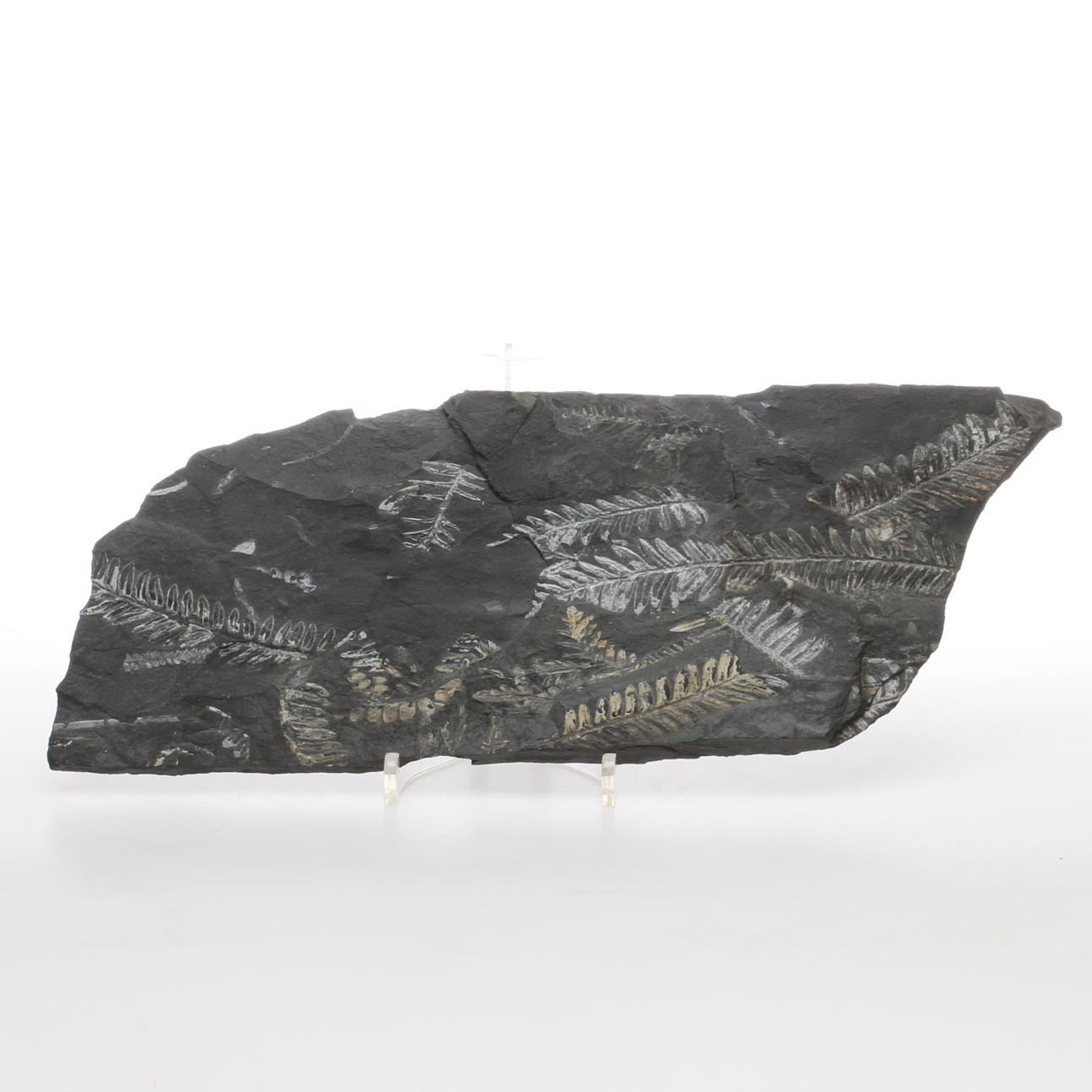 FOSSIL, växter.