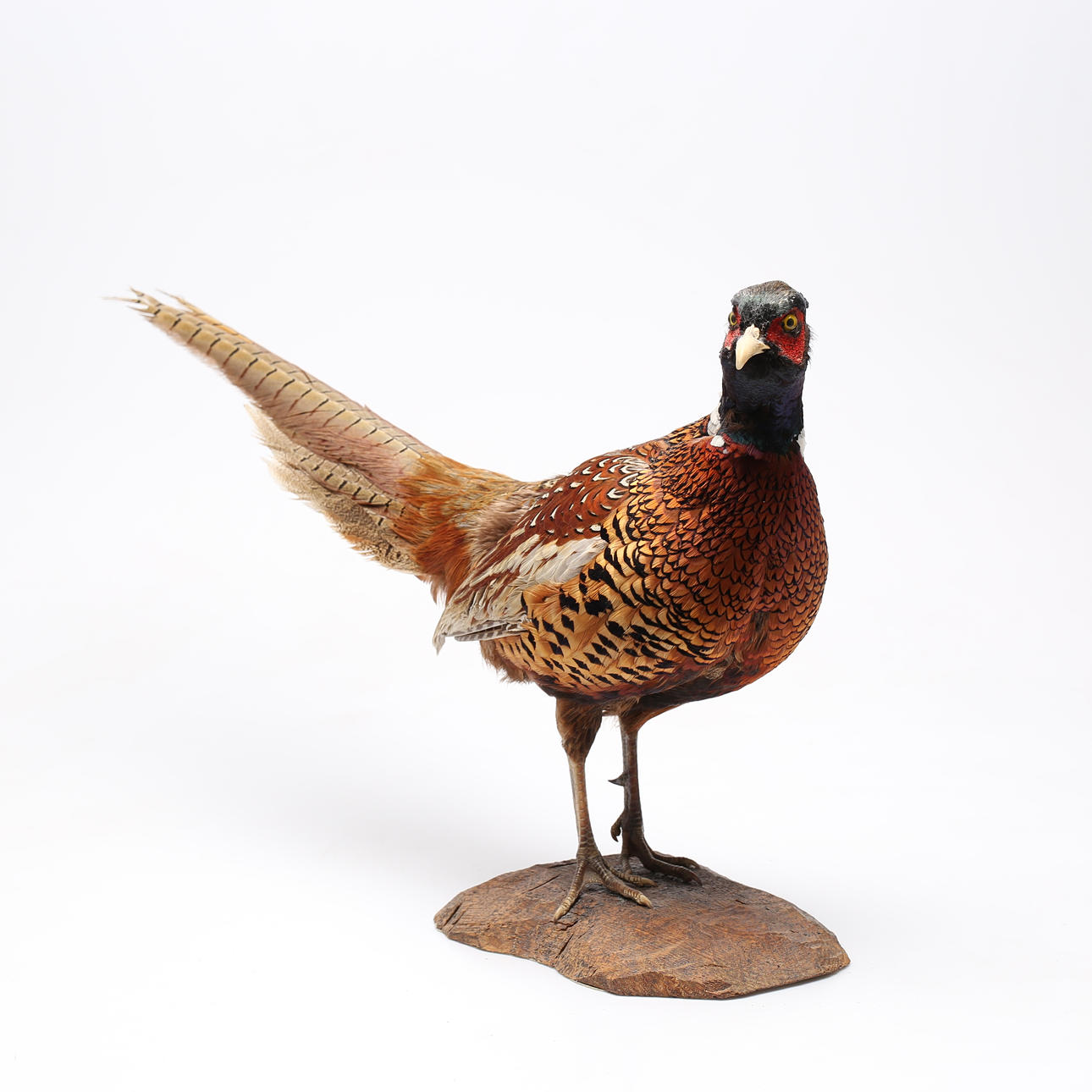 TAXIDERMY, Pheasant.