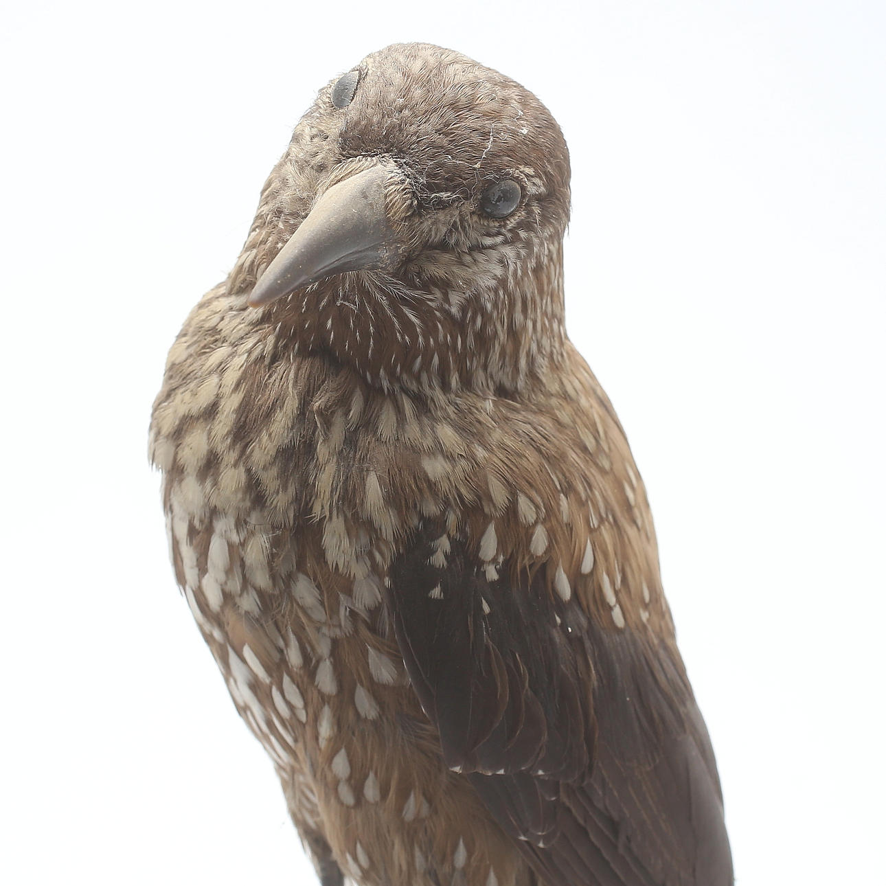 NÖTKRÅKA, uppstoppad, 1900-talets första hälft.