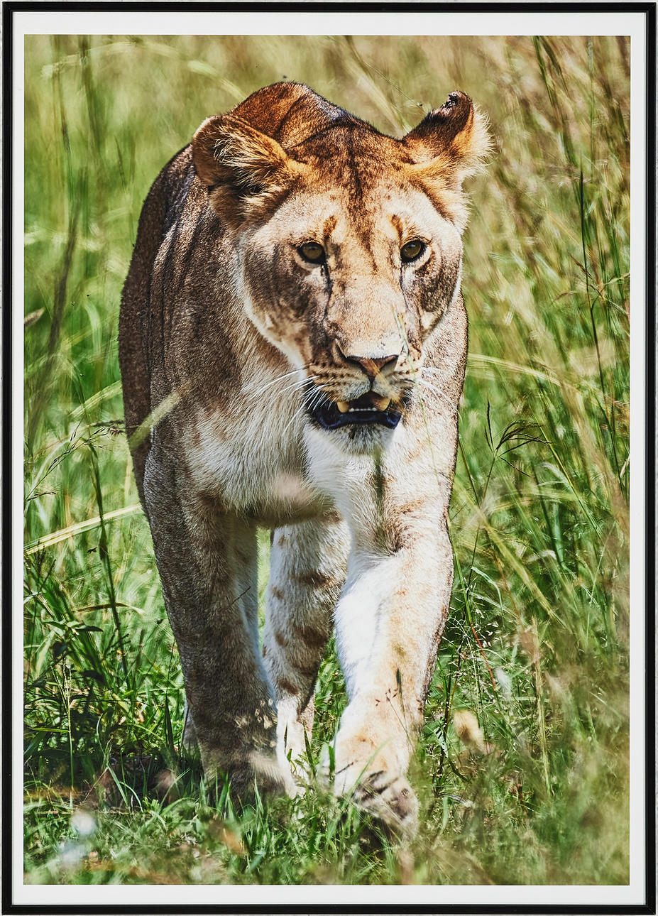 STEFAN ANDERSSON. „Kenia 2023", Fotographie.