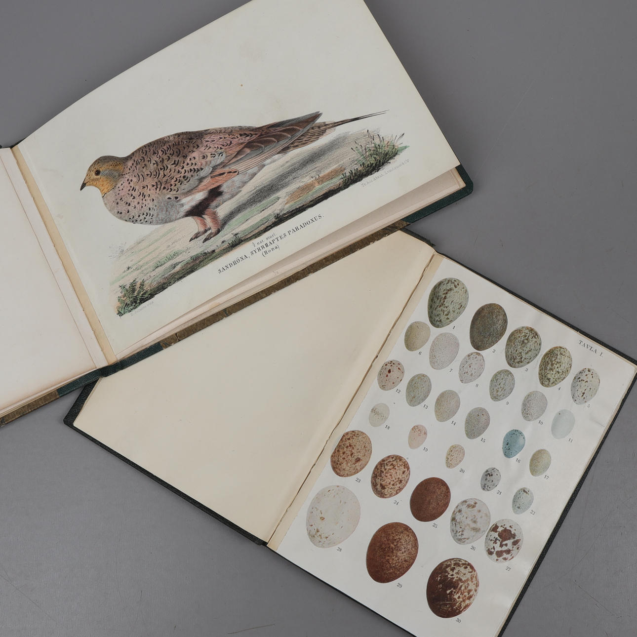 LINTULANKUT, 2 kirjaa, 1800-luku.