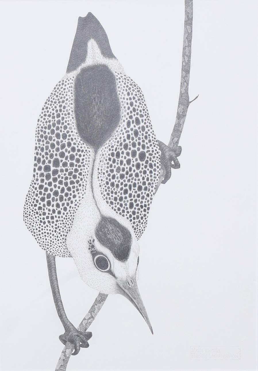 MAJGRET FELLOW. Melia Macula, drawing, signed.