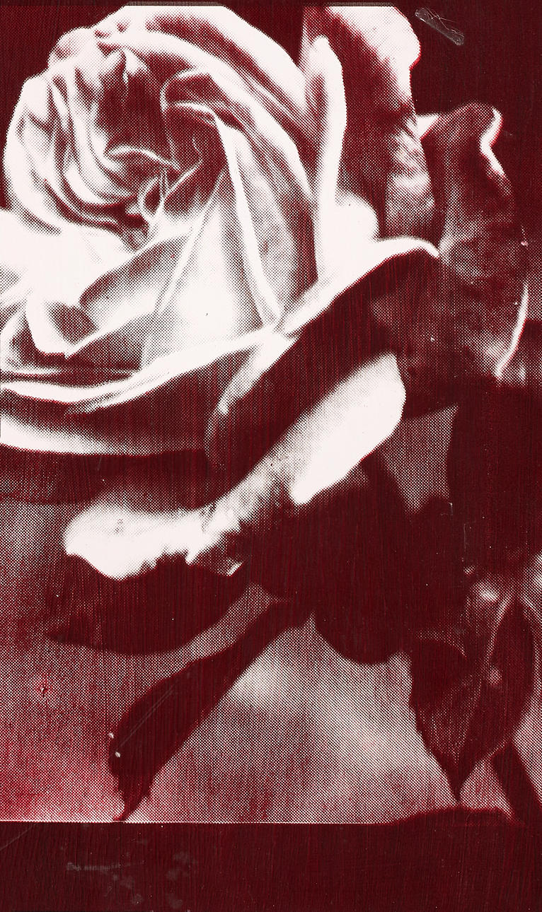 MAYA EIZIN (born 1946), 'Rose' signed and dated Maya Eizin -90, edition 10,, silkscreen, acrylic paint on mdf.