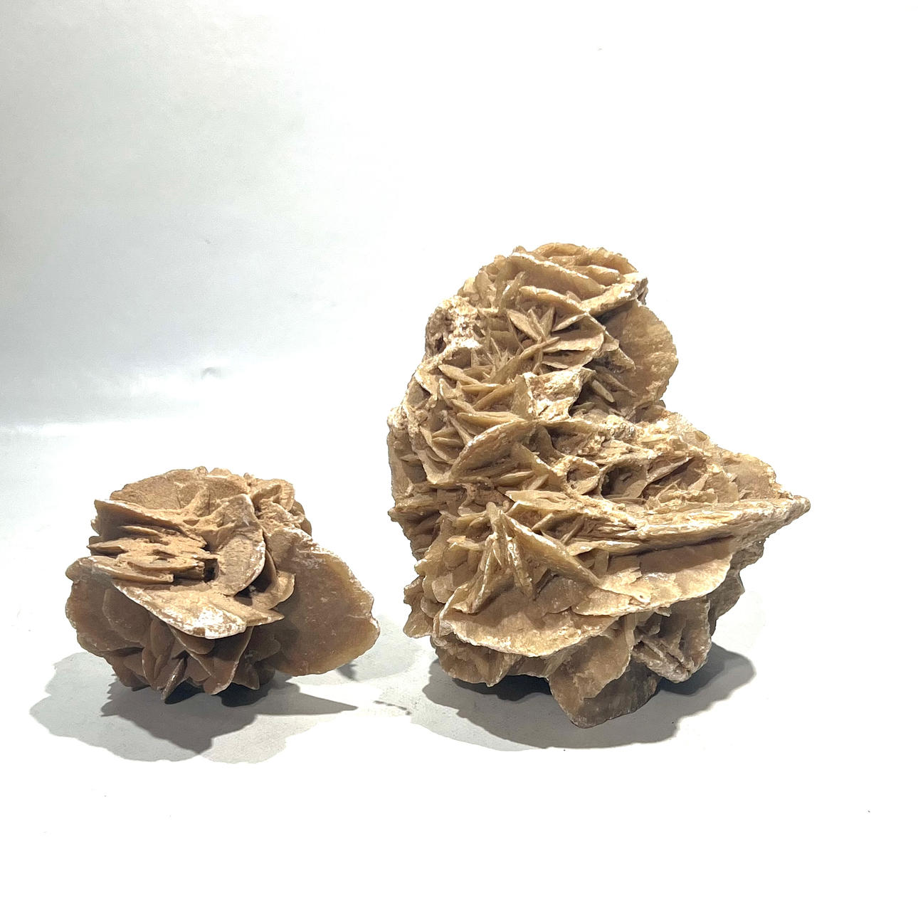 Desert Rose, to dekorative sten.