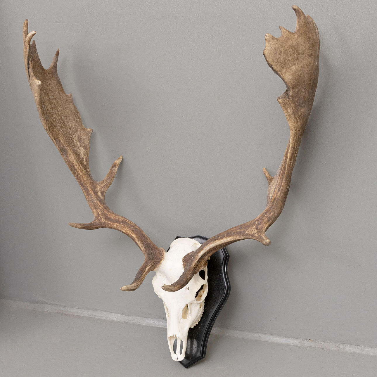 HUNTING TROPHY, FALLOW DEER.
