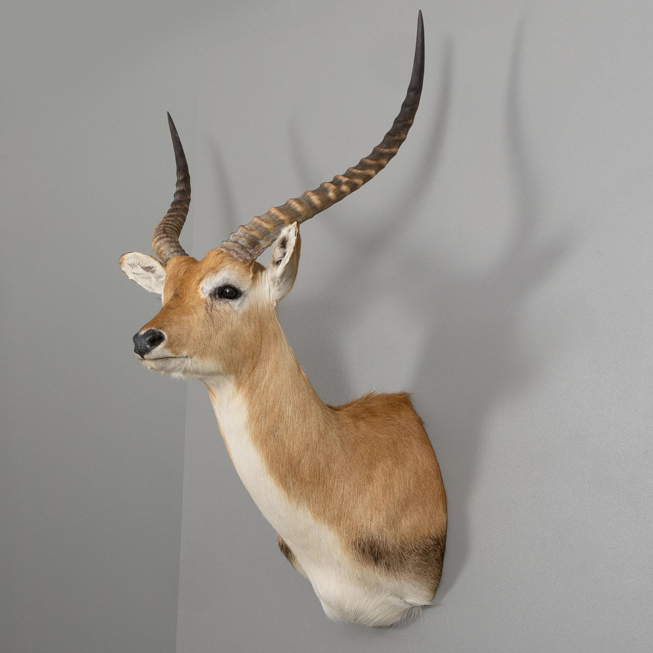 HUNTING TROPHY, Letjevattenbock, Sambia.