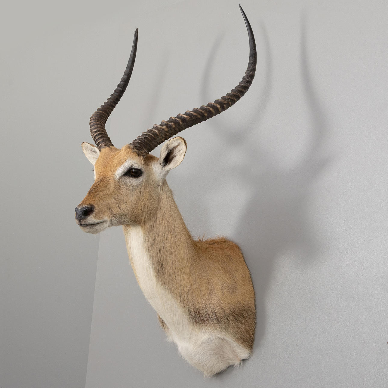 HUNTING TROPHY, Letjevattenbock, Sambia.