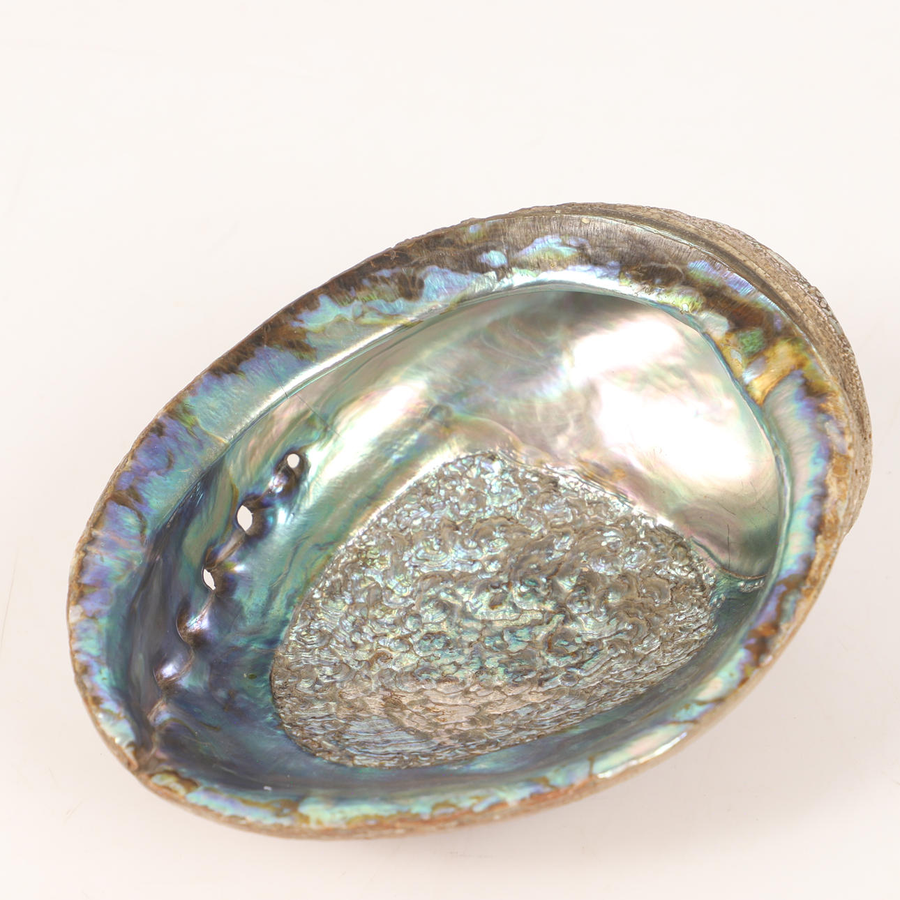 PEARL SNAIL, Sea Eagle (Haliotis asinina).