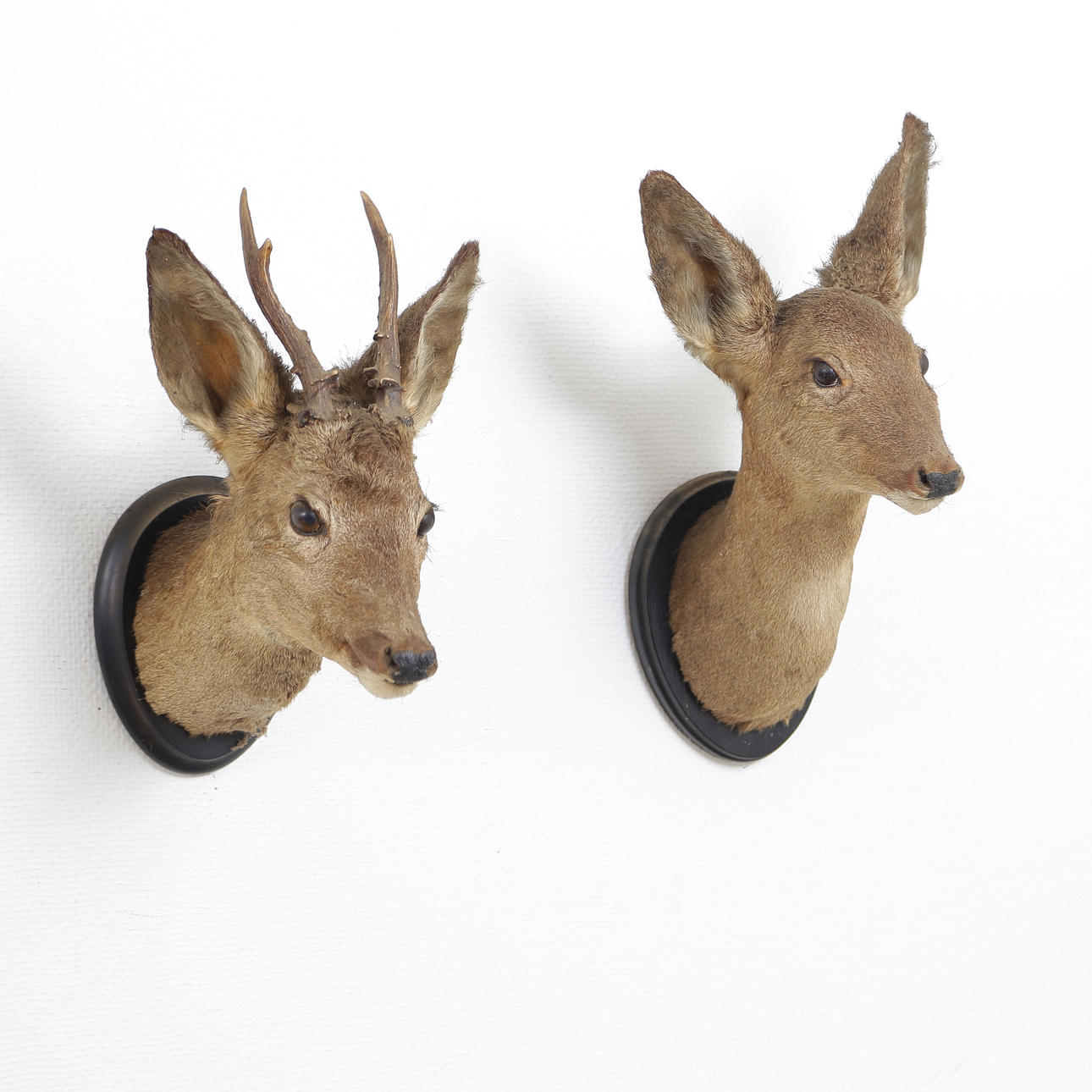 2 TROFEOS DE CAZA, CIERVOS.