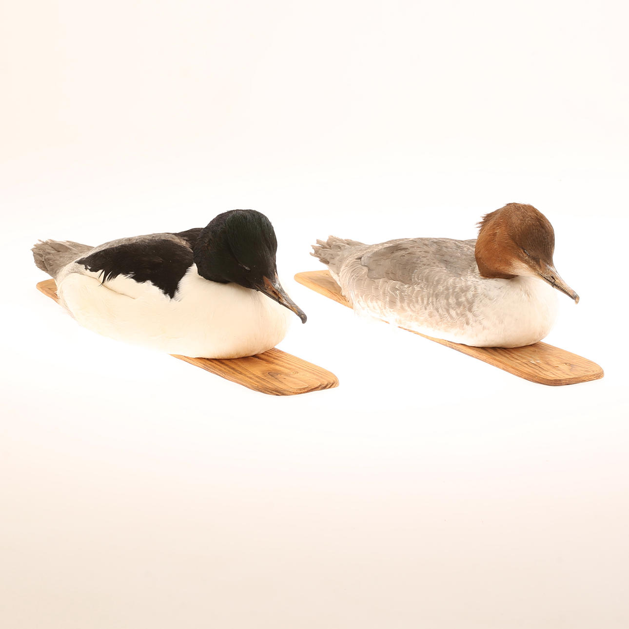 TAXIDERMI, two stuffed nature vats, 1985.